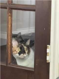 Cat receiving diagnostic care at Hometown Pet Vet
