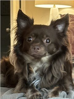 Dog receiving a dental health check at Hometown Pet Vet