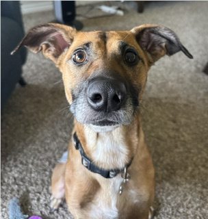 Brown dog indoors for Texas heat safety guidance for dogs and cats