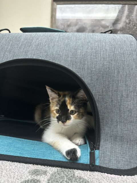 Kitten in a carrier for a first veterinary visit at Hometown Pet Vet