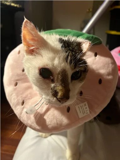 Cat recovering comfortably after veterinary surgery at Hometown Pet Vet